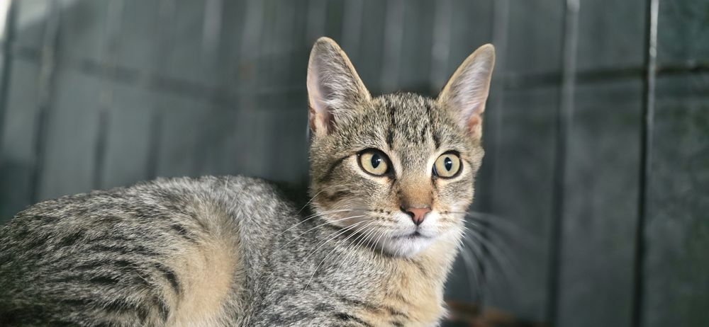 Do adopcji kociaki