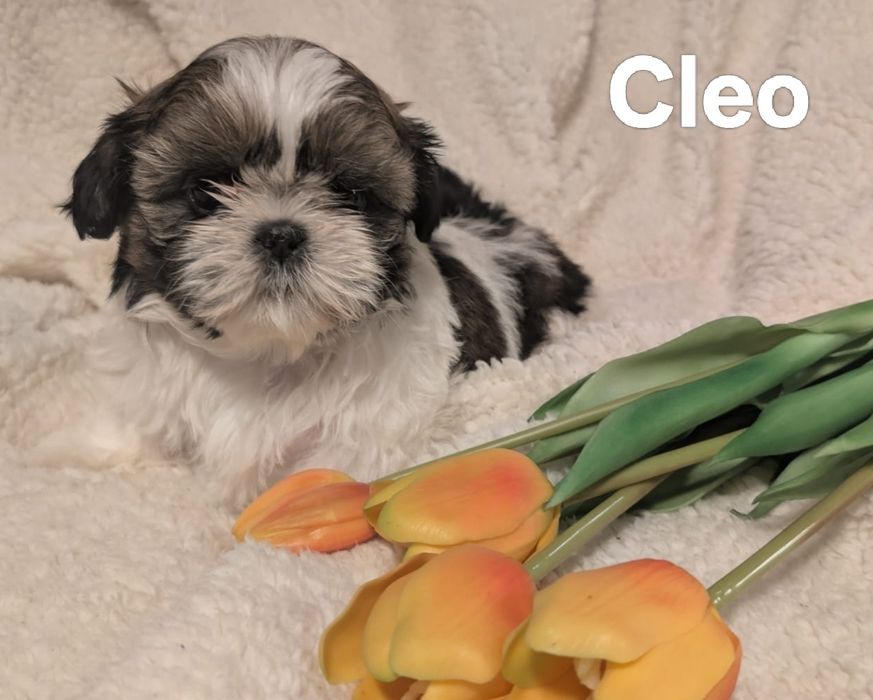 Piękna suczka  Shih Tzu z rodowodem