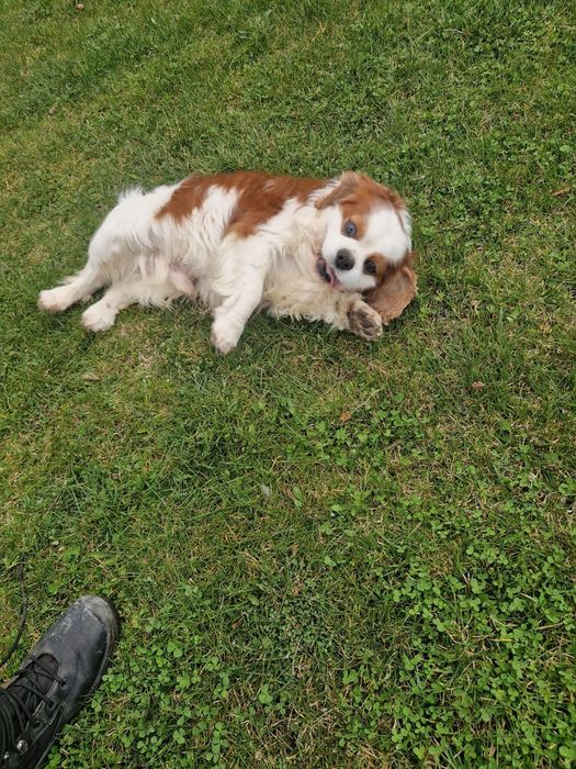 Cavalier pies blenheim