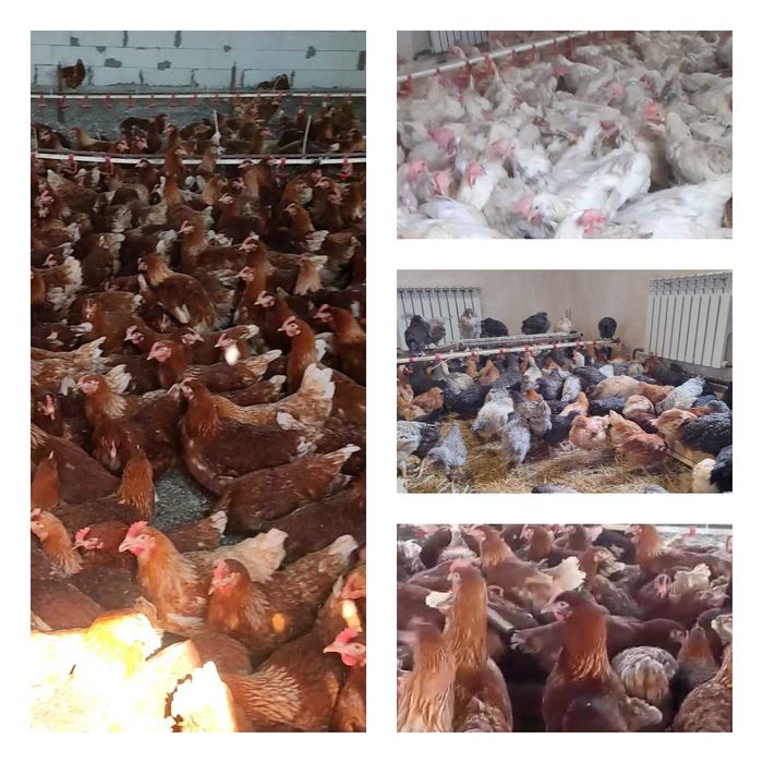 Продам кури несушки! Доставка безкоштовна. Кам'янське!