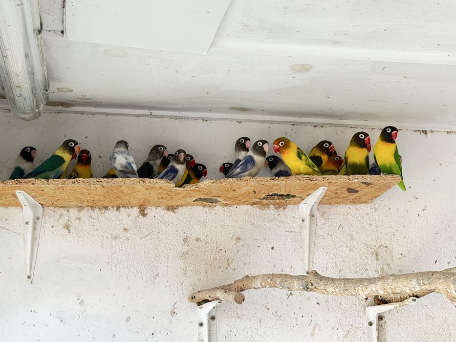 Agapornis Personatas