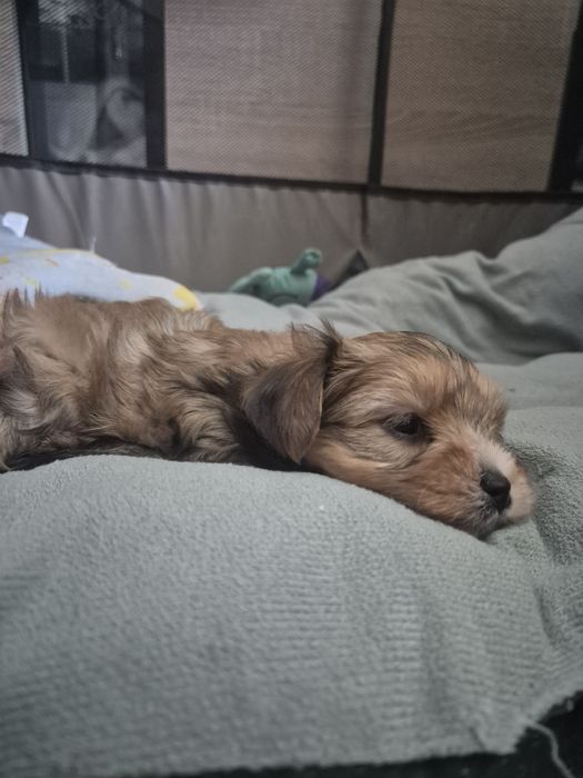 Yorkshire terrier