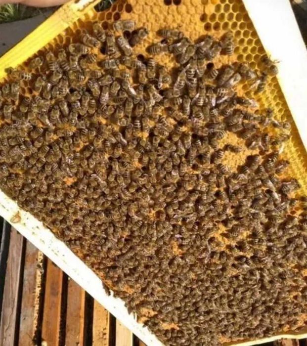 Приймаю замовлення на бджолопакет 2026