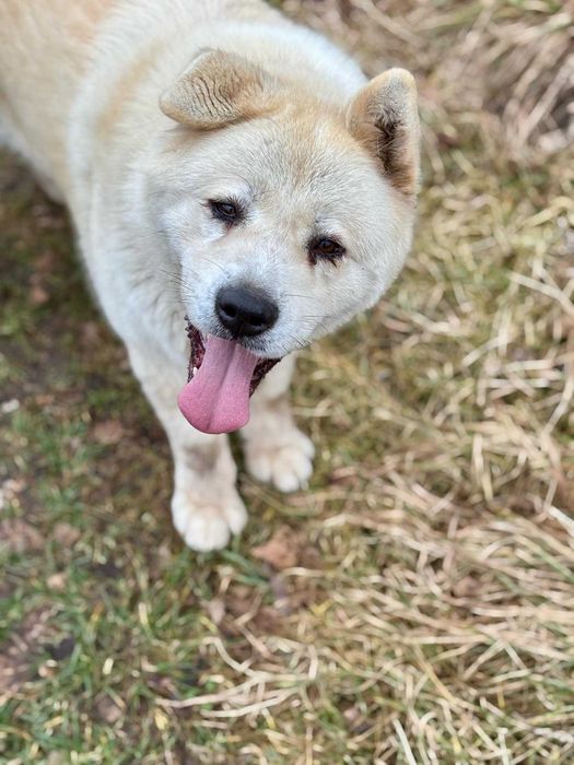 Gaja - Akita w Potrzebie
