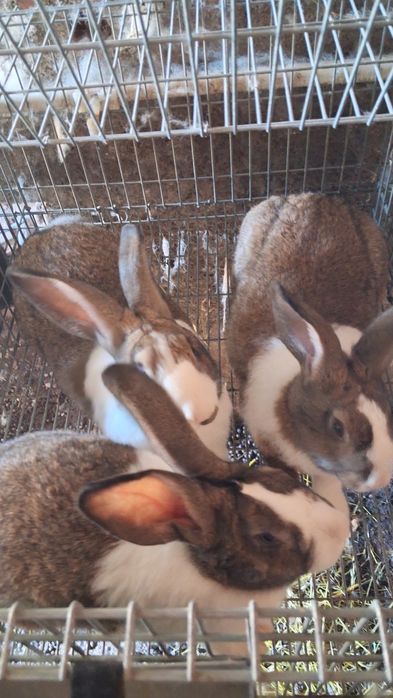 Animais da quinta