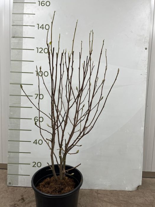 Магнолії  в контейнерах 20л