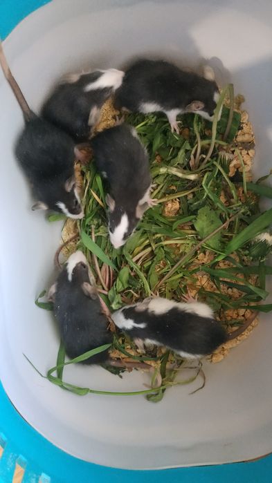 Дамбо хаски крыски домашние крысята разные крыса купить в Харькове кры