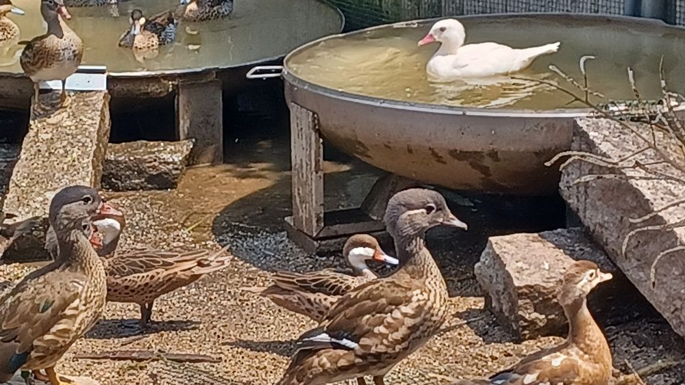 Patos bem tratados de várias espécies,  para si