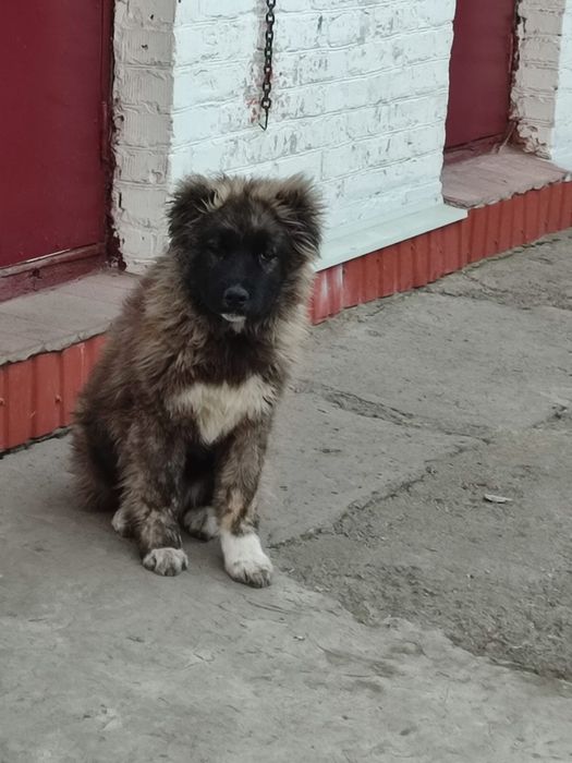 Кавказька вівчарка дівчинка