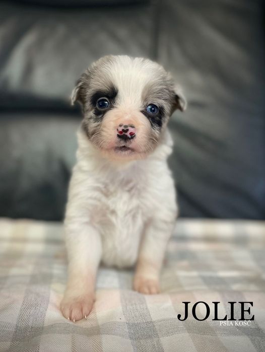 border collie suczka blue merle