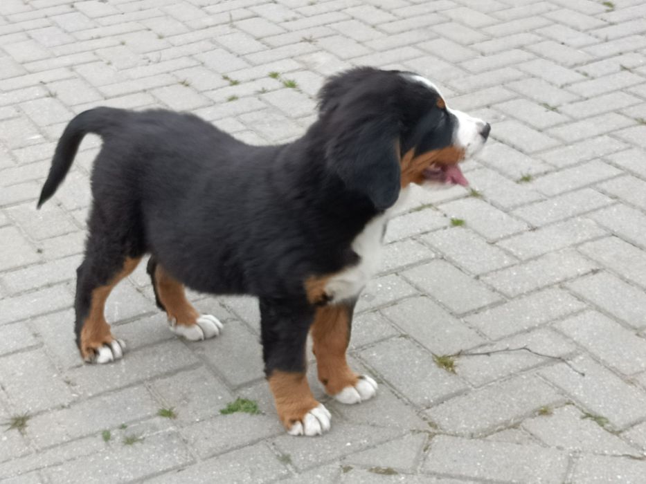 Berneński pies pasterski