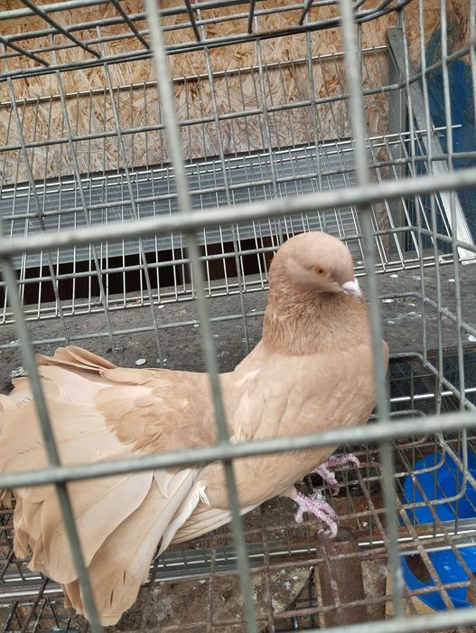 Gołębie pawik 2025