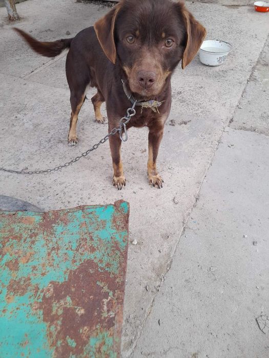 собака мисливська