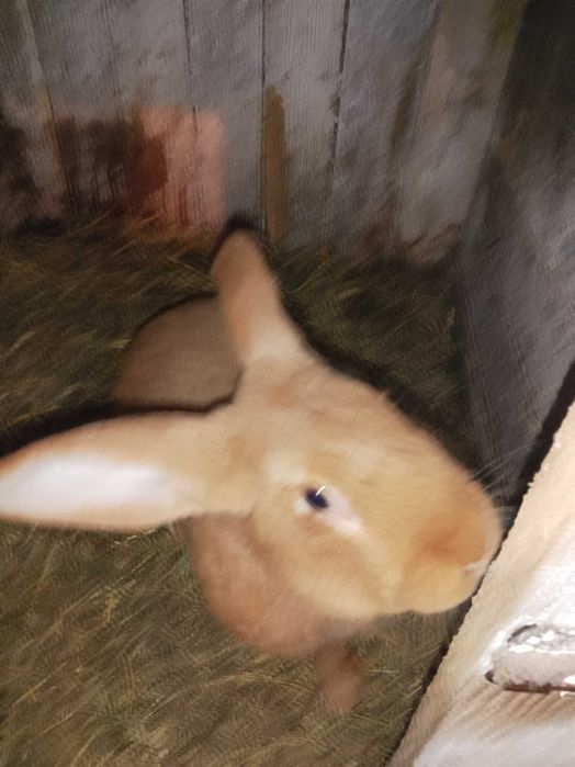 sprzedam samca burgundzkiego