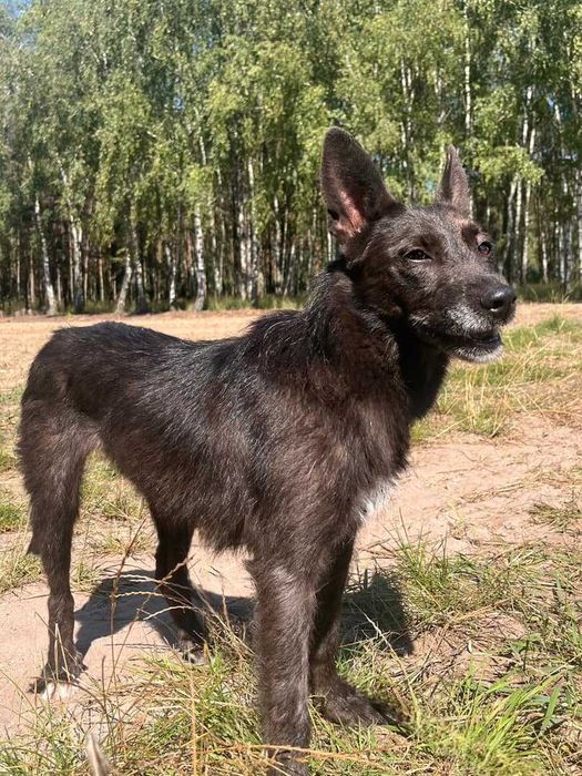 MYSZKA w schronisku w lututowie