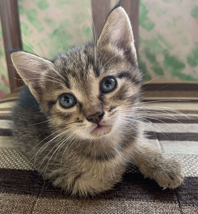 Бесплатно маленькие котики.