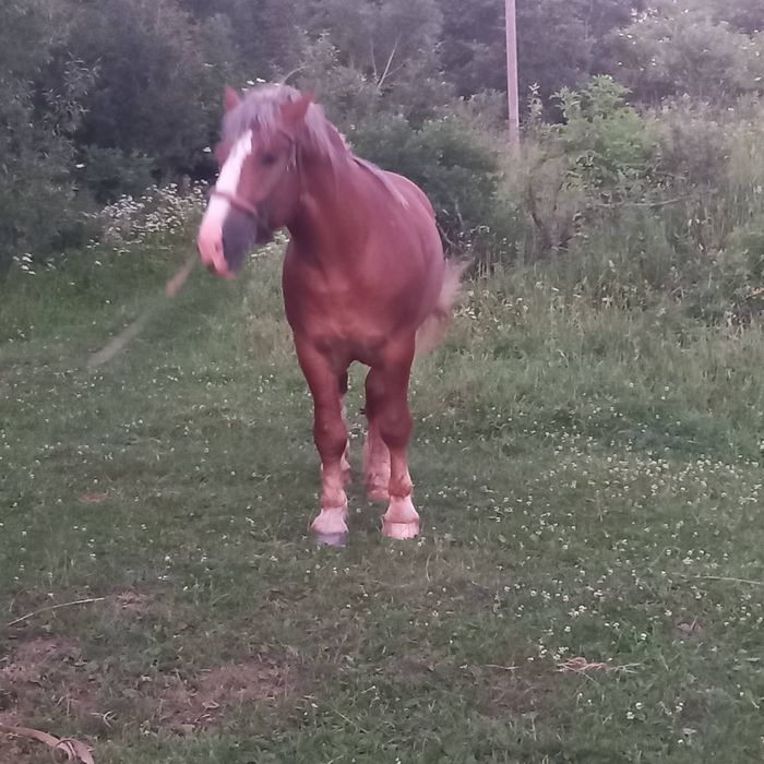 Молодий кінь на паровку
