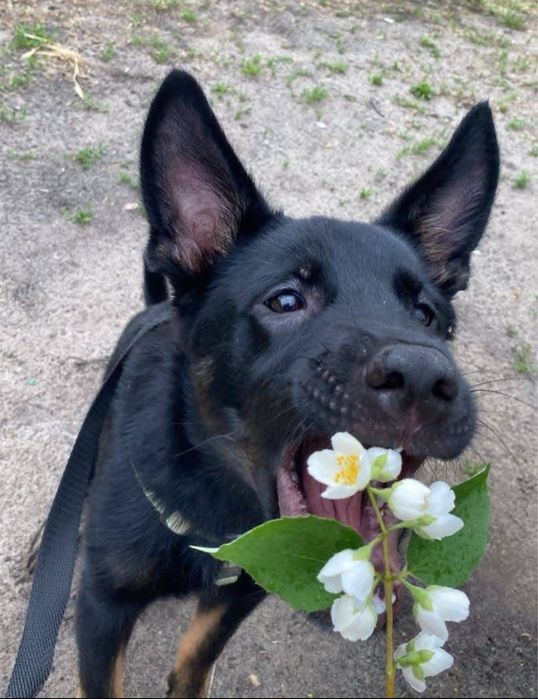 Метис вівчарки Джонні в добрі руки!