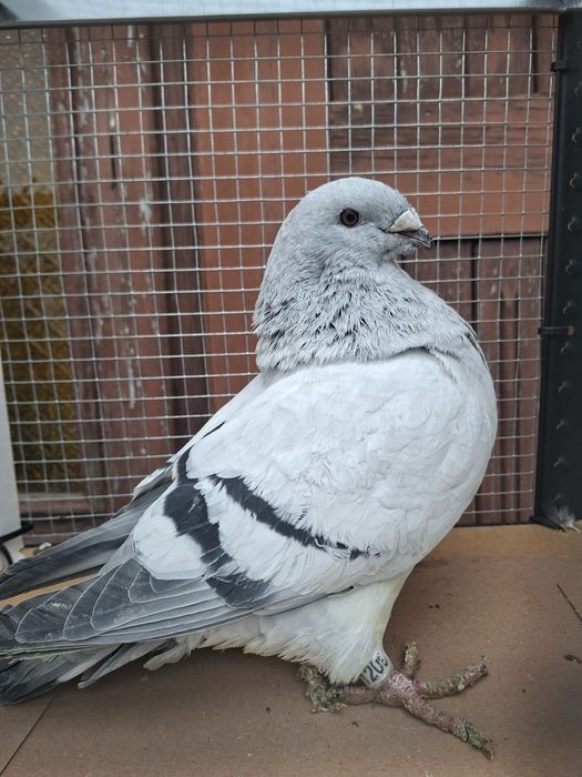 Standard , standardy , polski pocztowy wystawowy sprzedam