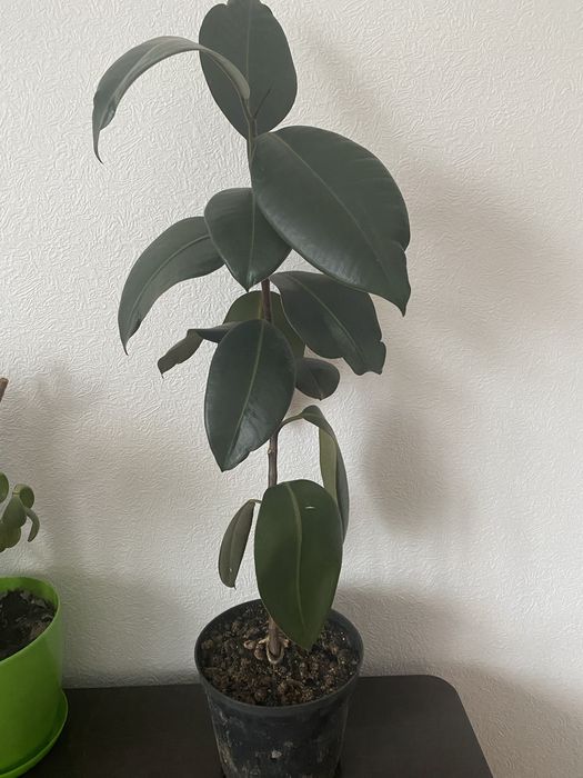 Фікус. 1 м висотою від горщика