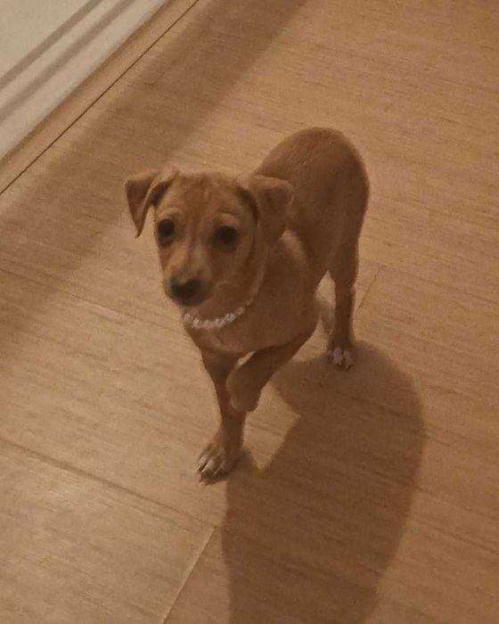 pinscher fêmea 9 meses