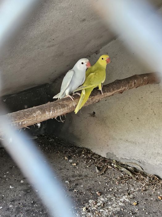 Ringneck verde palida  e Ringneck azul palida