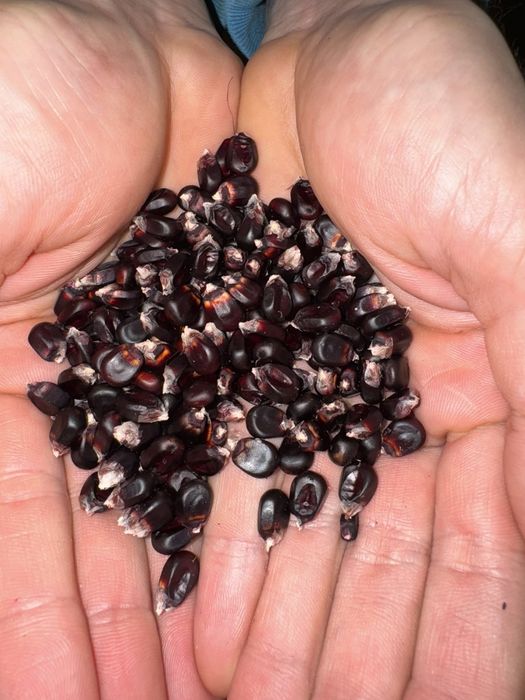 Kukurydza czarna,orange gritz,drobna dla gołębi.