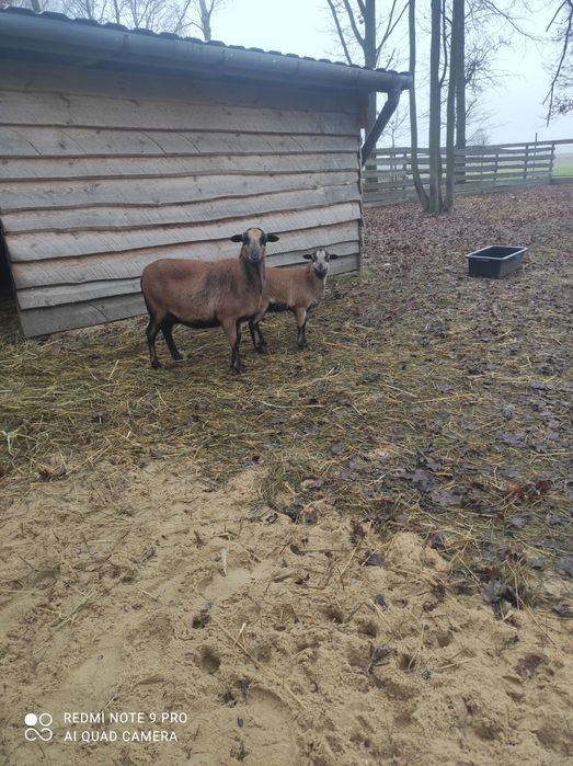 Owca kameruńska  sprzedam