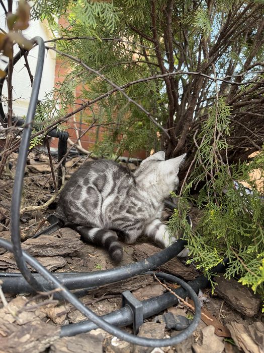 Бенгал  Silver Girl