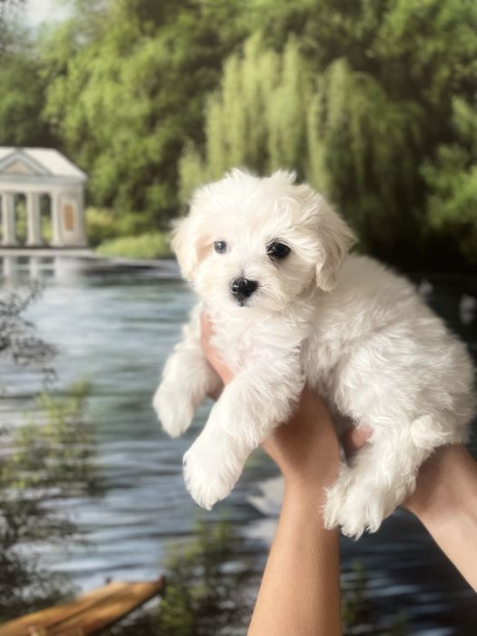 Шенульки мальтипульки f1