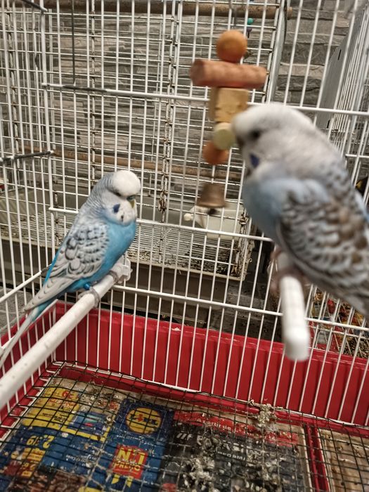 Casal piriquitos (inglês e australiano)