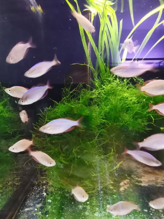 Tęczanka neonowa  / SKLEP SKALAR