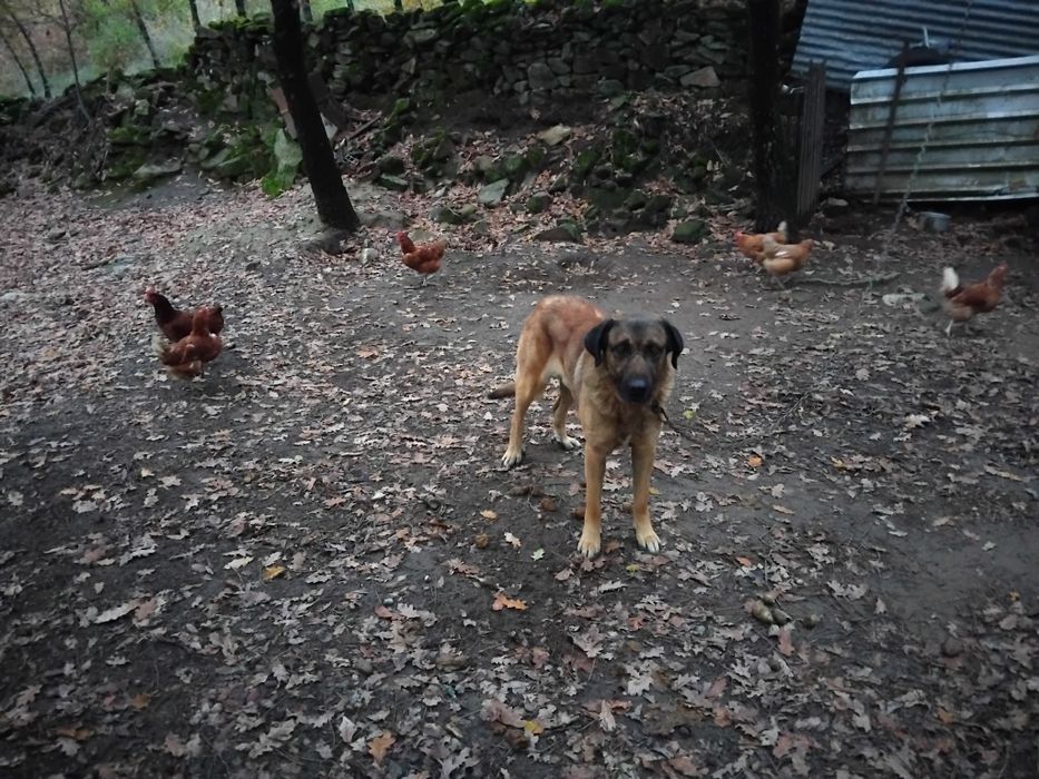Cao da serra para adopção
