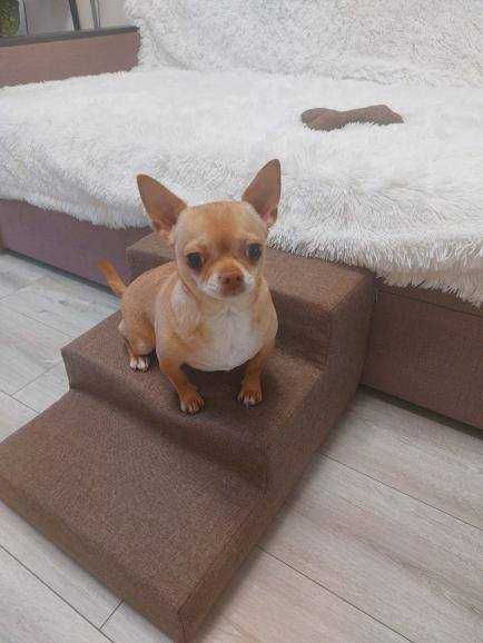 Сходинки приліжкові для тварин