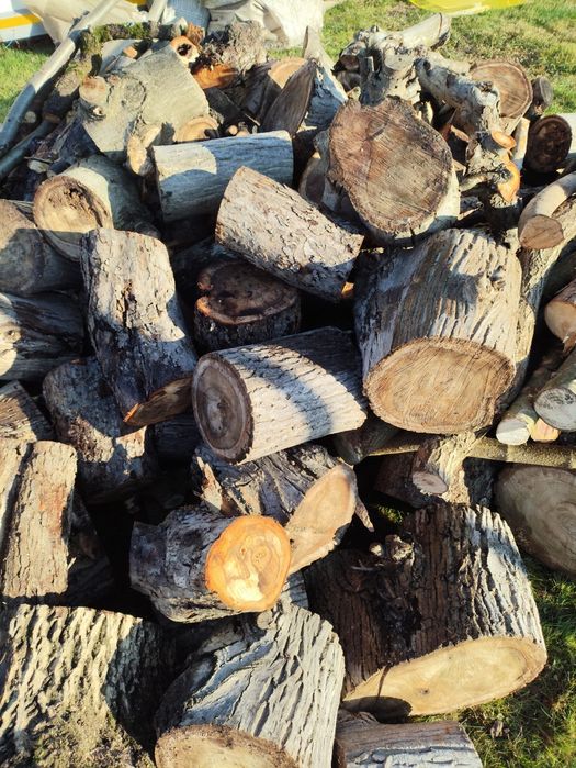 Pielęgnacja ogrodów, wycinka drzew, przycinanie drzew owocowych, usług