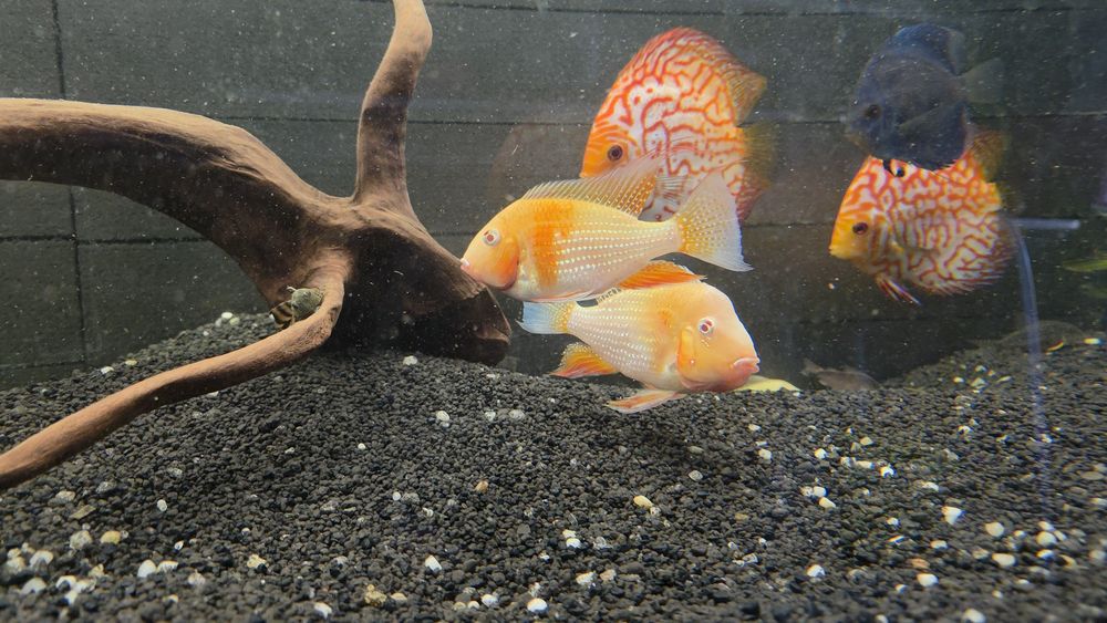 Ziemiojady Acarichthys heckeli albino dobrane pary.