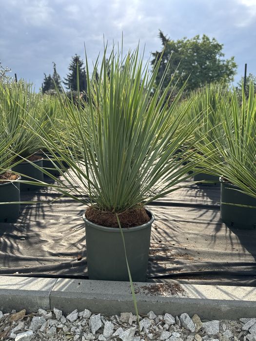 Juka Rostrata Yucca Rostrata 80-90cm