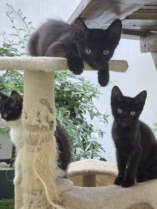 Gatinhos machos para adoção