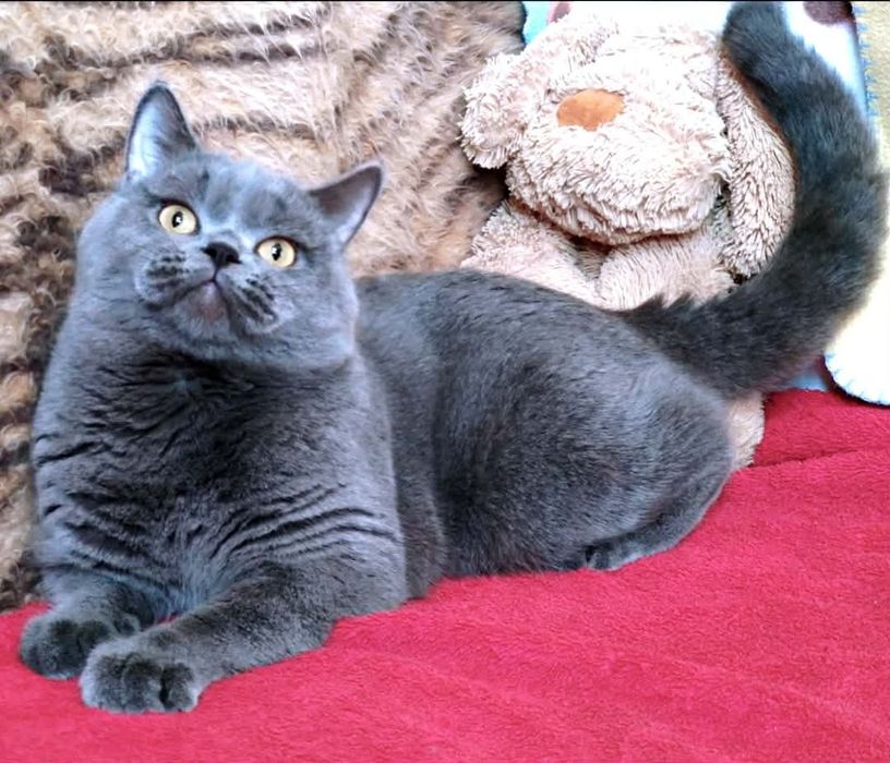 Скотишстрайт мальчик плюшевый