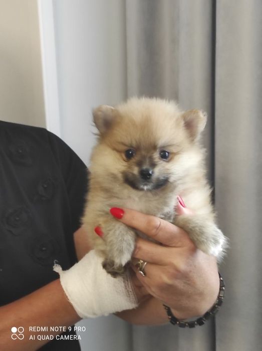 Pomeranian boo aktualne  szczeniak