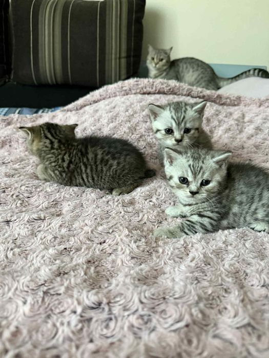 Kocurek brytyjski do odbioru