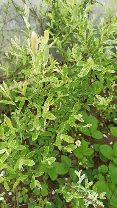 Хакуро- Нішики  Верба