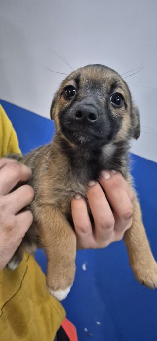 Suczki szczeniaki okolo 3 miesiące