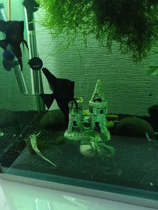 Продаю скалярії 3 шт