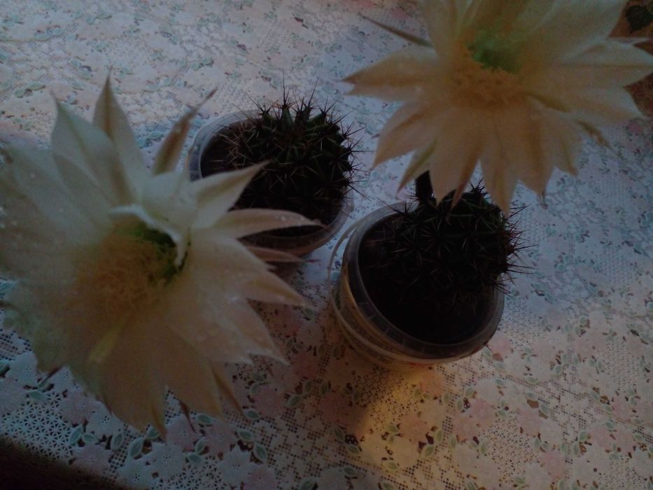 Кактус Ехінопсис