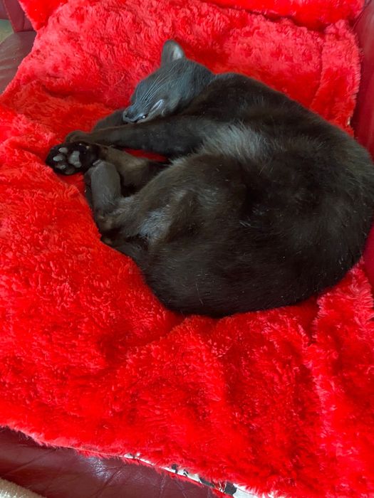 Gato Macho para adopção