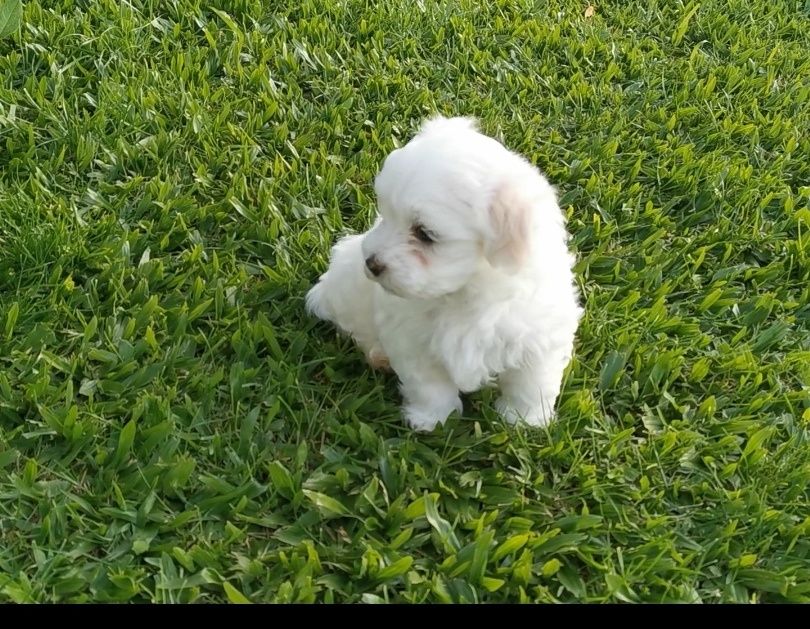 Bicham maltês, macho entrego em todo o país