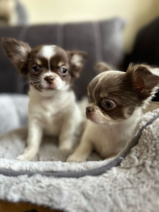 Dziewczyna  Chihuahua