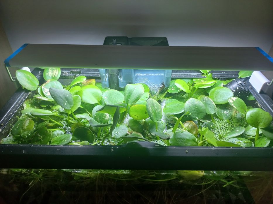 Planta aquario Amazon Frogbit (Limnobium laevigatum)