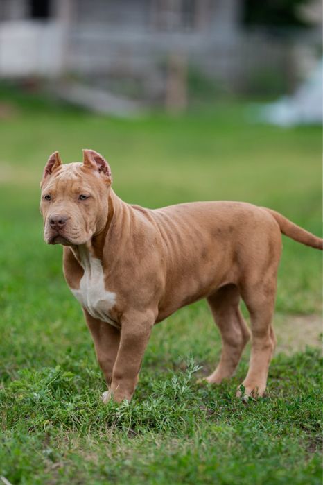 Suczka American Bully XL  Amerald  do Hodowlii